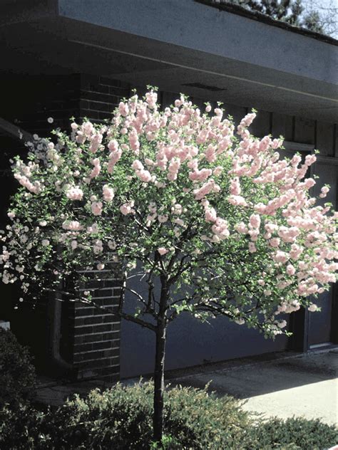Double Flowering Plum Topgraft Jeffries Nurseries