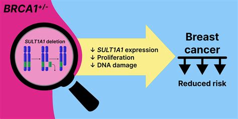 Copy Number Variants As Modifiers Of Breast Cancer Risk For Brca1brca2 Pathogenic Variant