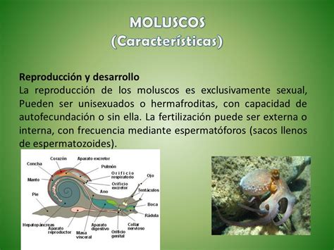 El Mundo De Los Moluscos Reproducción Y Desarrollo De Los Moluscos