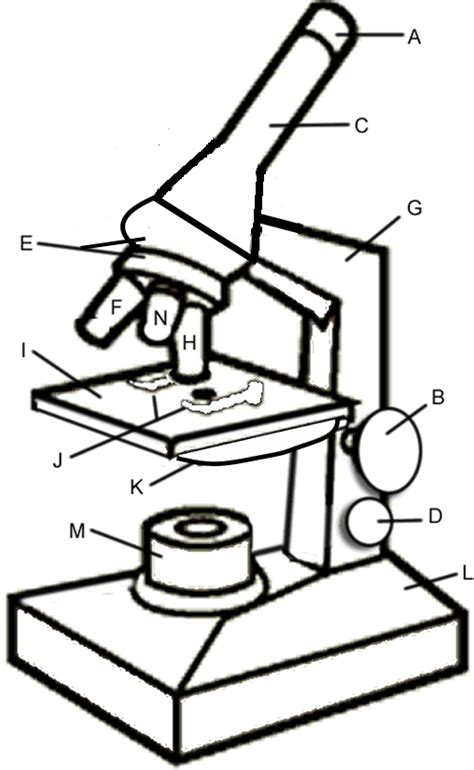 Microscope Quiz Diagram Quizlet