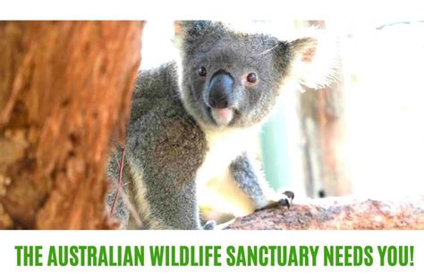 Help Australian Wildlife By Volunteering At A Sanctuary