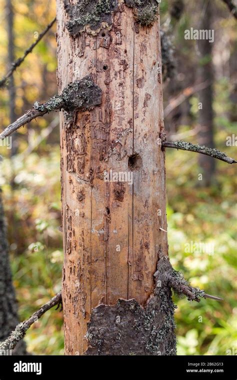 Floema muerto fotografías e imágenes de alta resolución Alamy