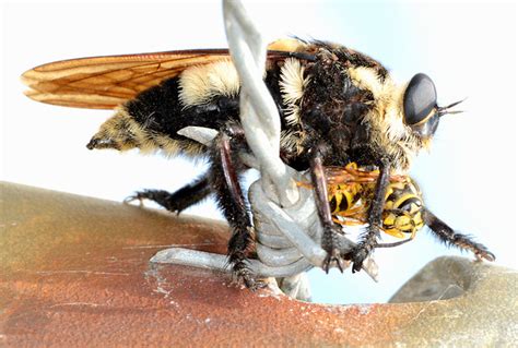 Bee Killer Aka Robber Fly Or Asilid Fly Mallophora Fau Flickr