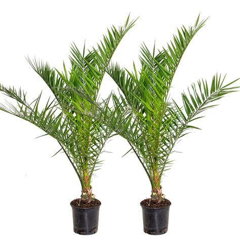 Bloomique Er Set Phoenix Canariensis Kanarische Dattelpalme