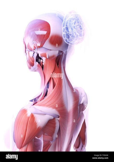 D Rendered Medically Accurate Illustration Of The Female Muscle System