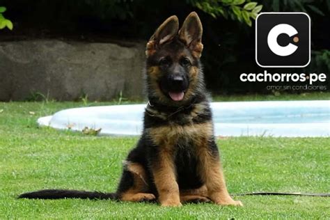 Cachorro Pastor Alemán leal y valiente - Cachorros.pe