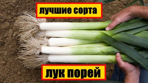 Лучшие сорта лука-порея: описания, фото – для Подмосковья, Средней ...