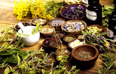 15 plantas medicinais que você pode ter no jardim Blog da Plantei