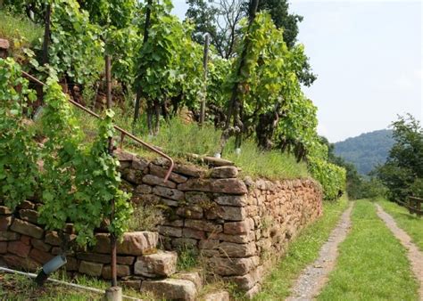 Weinwissen Weintipps So Stellt Man Wein Richtig Her