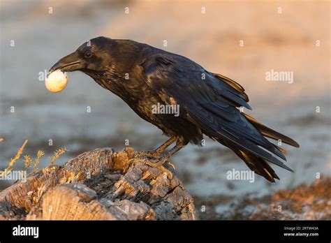 Common raven eating an egg stolen from unguarded birds nest. palo alto baylands, california