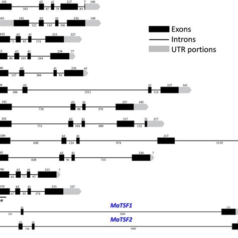 Diurnal Expression Patterns Of Ft Tsf Like Genes Of Banana By Qrt Pcr