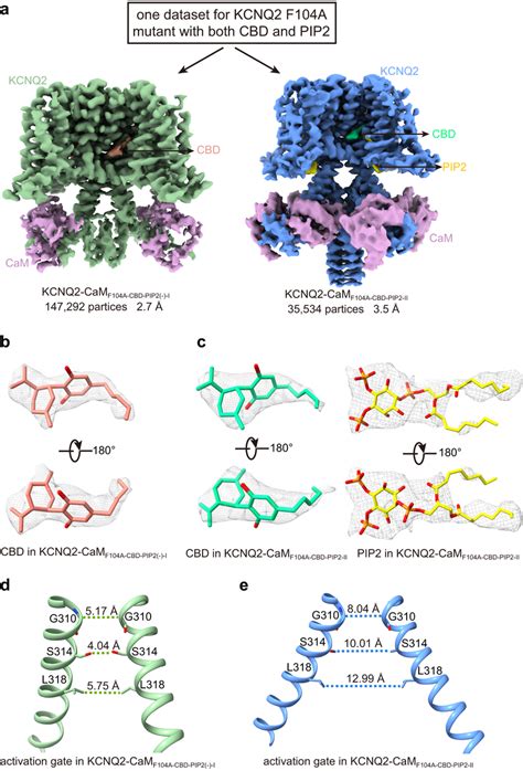 Two Structures Of The Kcnq2 Cam F104a Mutant Determined From One