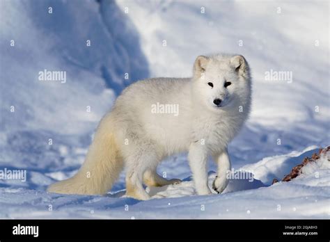 Arctic fox in winter Stock Photo - Alamy