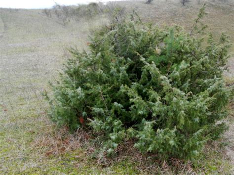 Vorweihnachtlicher Spaziergang Zum Wacholder Nationalpark Unteres Odertal