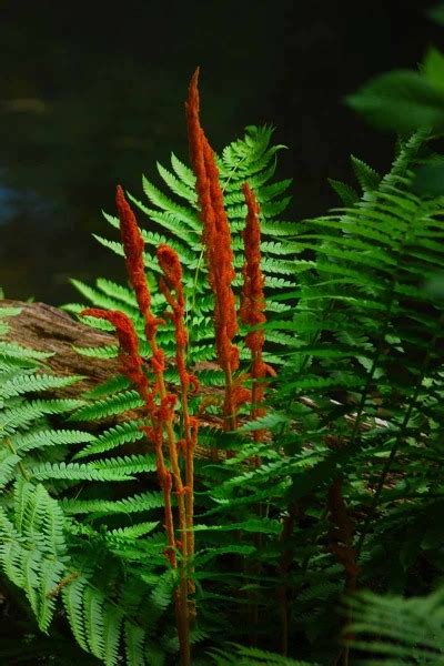 Growing the cinnamon fern (Osmunda cinnamomea), perennial, herbaceous ...