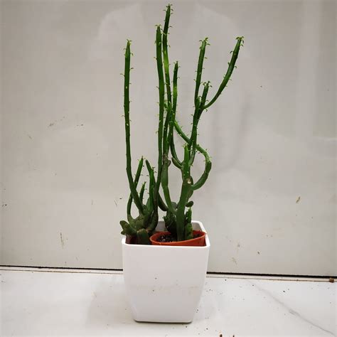 Euphorbia tirucalli 'Firesticks' - Nursery Buy