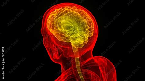 Central Organ Of Human Nervous System Brain Anatomy Stock Illustration