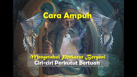 Ciri Perkutut Yang Memiliki Yoni Beserta Tuahnya Cara Ampuh Untuk