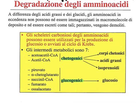 Ciclo Dell Urea Flashcards Quizlet