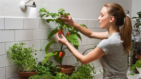 Guía completa Cómo plantar pimientos en maceta paso a paso