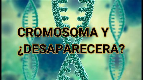 Cromosoma Y Est Desapareciendo De La Sangre De Los Hombres Youtube