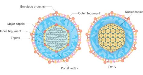 Herpes Virus Structure Diagram