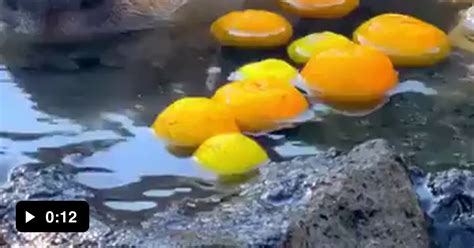 Capybaras Relaxing In A Hot Spring During Winter With Oranges They Re Spoiled For Sure Gag