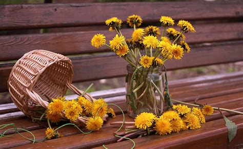 Yellow Dandelions Yellow Flowers Nature Dandelions Hd