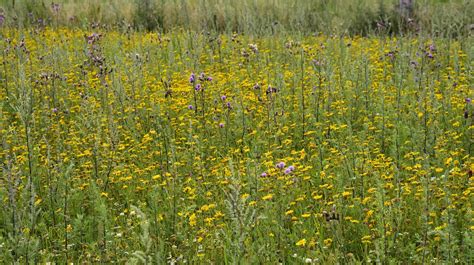 Saat Wucherblume Glebionis Segetum Acker Kratzdisteln Flickr