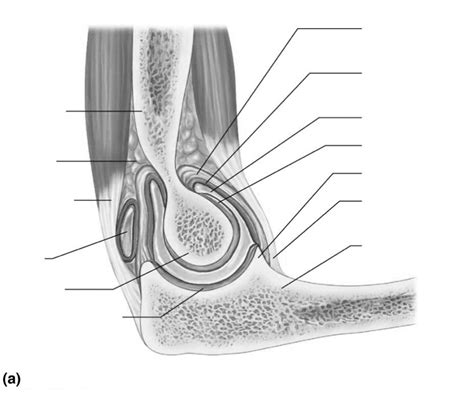 the elbow joint Diagram | Quizlet