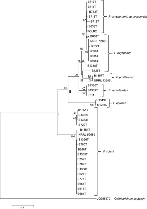 Phylogenetic Tree Showing The Relationship Of Fusarium Species