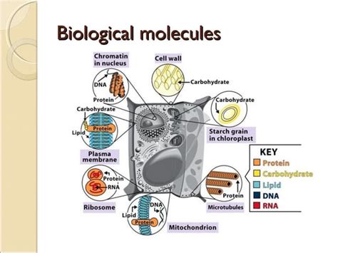 Biological Molecules Ppt