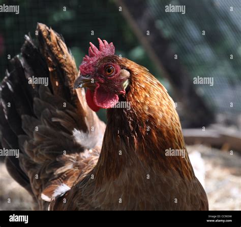 Hen Of The Swedish Landrace Gotlandshöna Watching Her Surroundings