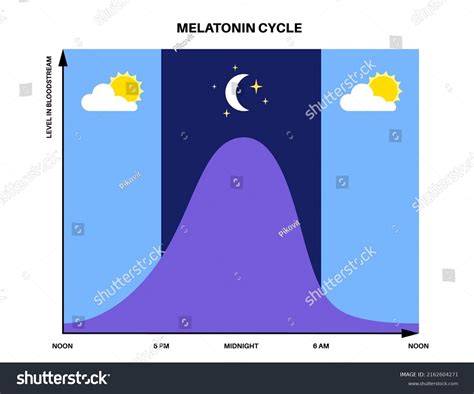 Circadian Rhythm Infographic Poster Melatonin Cortisol Stock Vector Royalty Free 2162604271