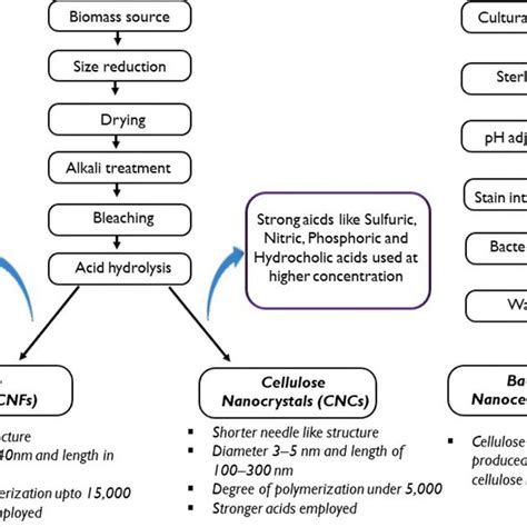 Generalized Schematic Diagram Of Classification Of Nanocellulose From