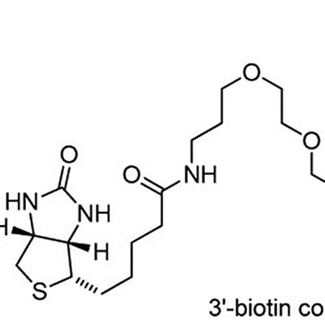 Structure of the 3′-biotin conjugate. (From [16].) | Download ...