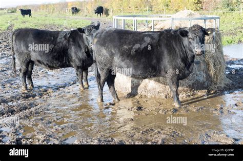 Aberdeen Angus Cross Breed Beef Cattle Calves Standing Muddy Field By