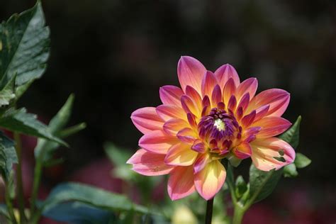 Dahlia Blomma Natur Gratis Foto P Pixabay Pixabay