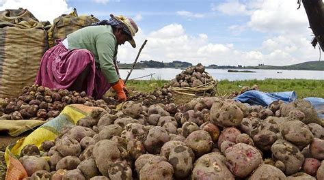 El Origen De La Papa Y La Creación De La Papa Frita Azafrán Bolivia