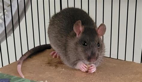 Any idea what species of rat they are? : r/rat