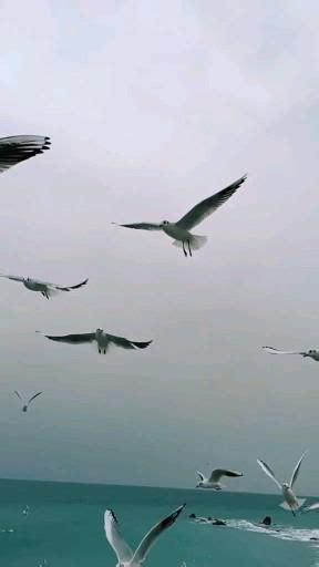 A Flock Of Seagulls Flying Over The Ocean