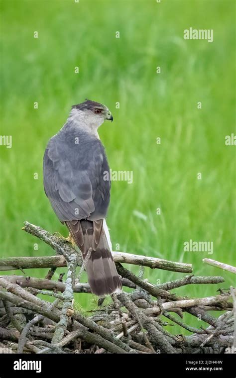 This Coopers hawk recently paid a visit to my backyard bird feeders in rural Door County ...