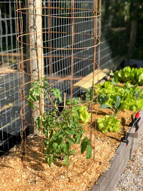 Tomato Plants Cages