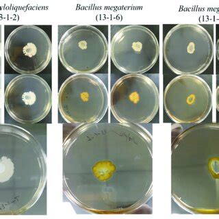 Determination Of Amylolytic Activity Of Beneficial Microbial Materials