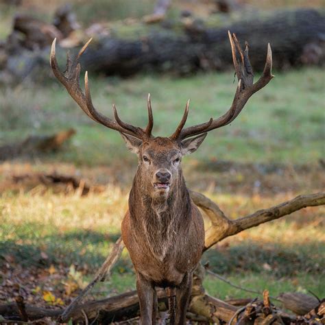 Collection 103 Pictures Pictures Of A Red Stag Latest