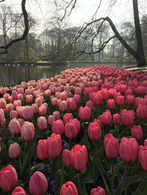 los tulipanes son las flores más hermosas