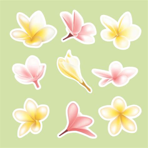 Magnolia Flower Sticker Collection 12264783 Vector Art At Vecteezy