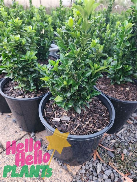 Euonymus Tom Thumb 8 Pot Hello Hello Plants