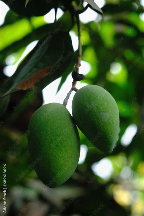 Unripe Mangoes Hanging On A Branch Mango Is The Name Of A Type Of