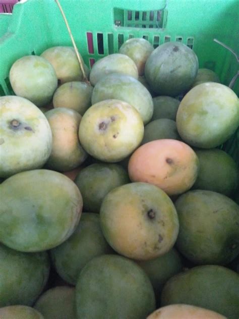 Green Organic Alphonso Mango Carton Packaging Size 20 Kg At Rs 4000